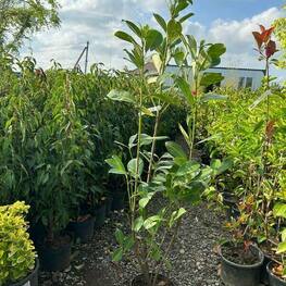 Лавровишня «Rotundifulia»