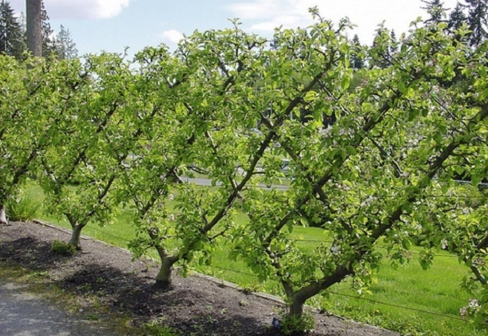 Яблоня плодовая Моди (Malus domestica 'Modi') шпалера