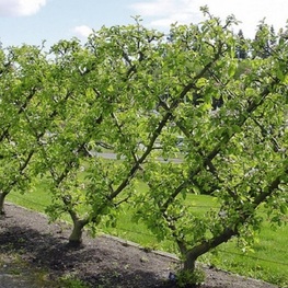 Яблоня плодовая Моди (Malus domestica 'Modi') шпалера