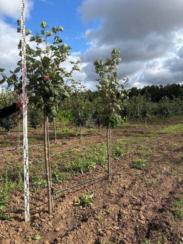 Рябина обыкновенная Пинк Вейл (Sorbus aucuparia 'Pink Veil')