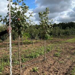 Рябина обыкновенная "Pink Veil"