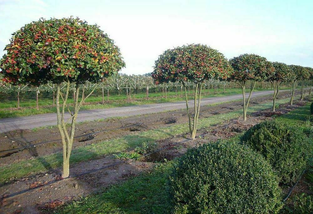 Боярышник Арнольда ф.зонт