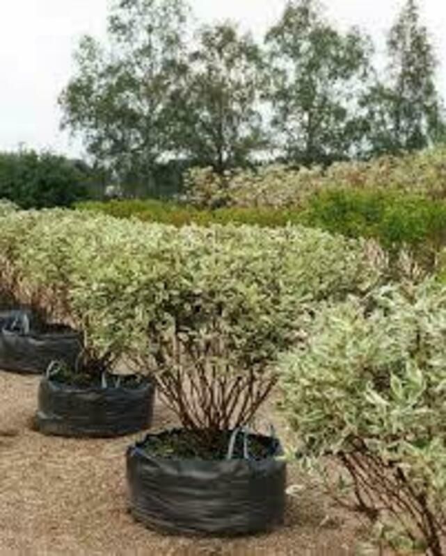 Дерен белый Элегантиссима (Cornus alba 'Elegantissima')