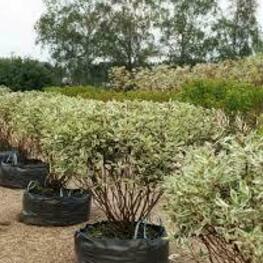 Дерен белый Элегантиссима (Cornus alba 'Elegantissima')