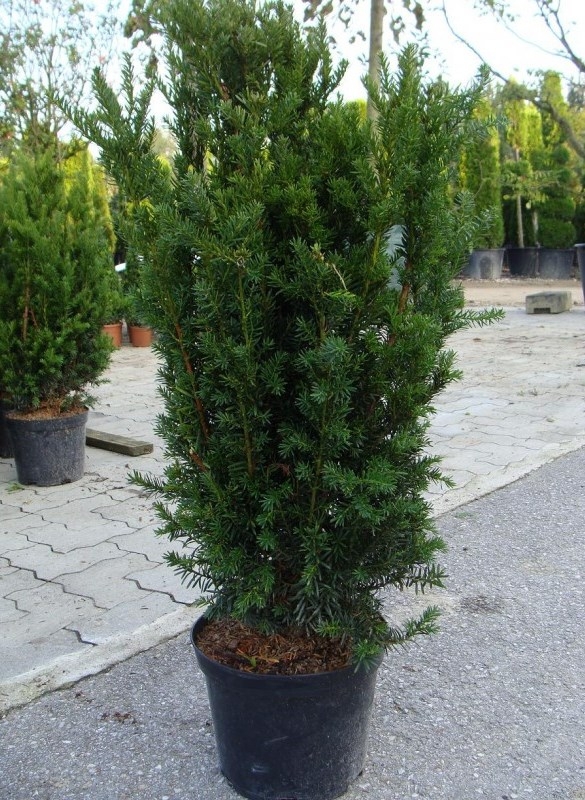 Тис средний Хилли (Taxus x media 'Hillii')