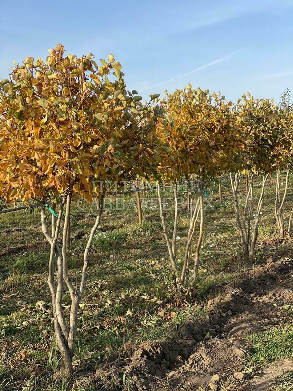 Боярышник Арнольда (Crataegus arnoldiana) ф. шар на штамбе