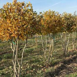 Боярышник Арнольда (Crataegus arnoldiana) ф. шар на штамбе