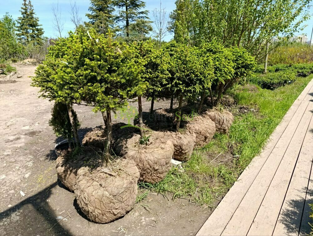 Ель черная (Picea mariana) ф. шар на штамбе