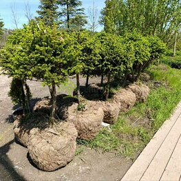 Ель черная ф. шар на штамбе