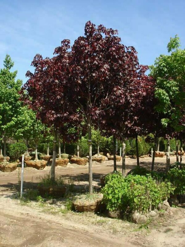 Клен остролистный "Royal Red"  ф. шар на штамбе