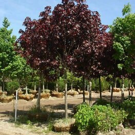 Клен остролистный Роял Ред (Acer platanoides 'Royal Red') ф. шар на штамбе