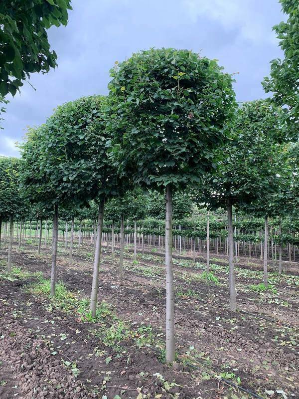 Липа мелколистная Гринспаер (Tilia cordata 'Greenspire') ф. шар на штамбе
