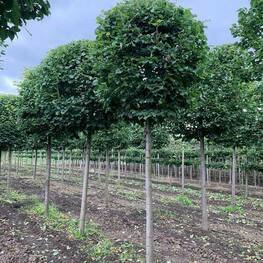 Липа мелколистная Гринспаер (Tilia cordata 'Greenspire') ф. шар на штамбе