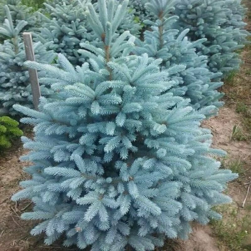 Ель колючая "Glauca Majestic Blue"
