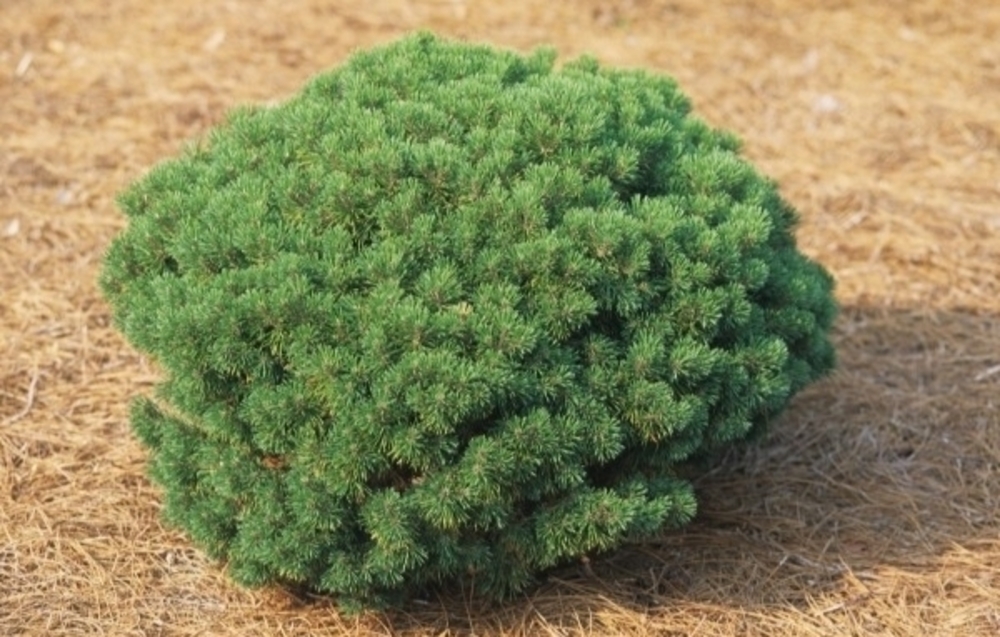 Сосна горная Ротундата (Pinus mugo var. rotundata)