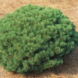 Сосна горная Ротундата (Pinus mugo var. rotundata)