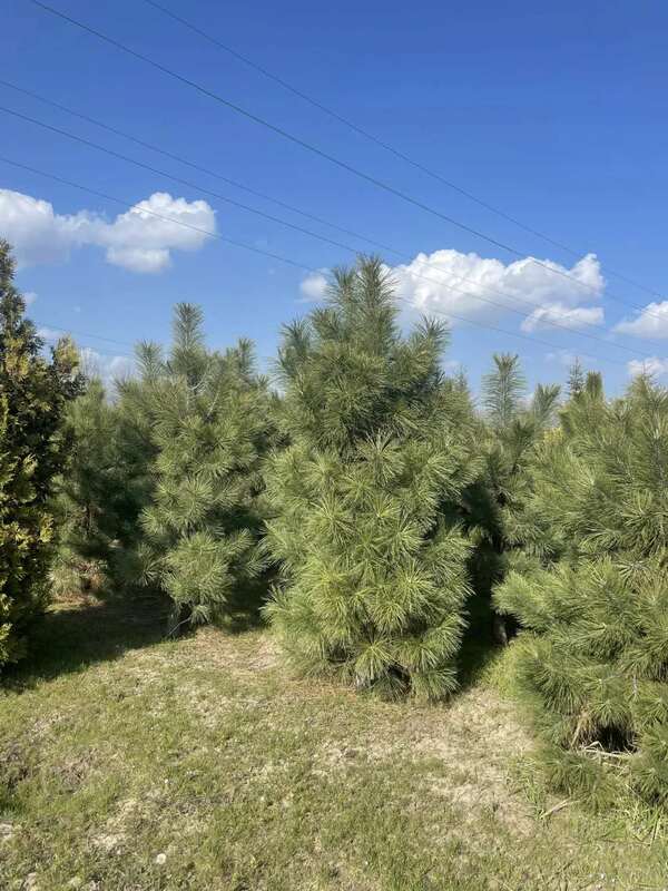 Сосна желтая (Pinus ponderosa)