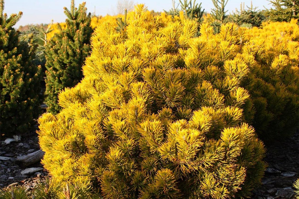 Сосна желтая (Pinus ponderosa)