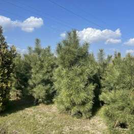 Сосна желтая (Pinus ponderosa)