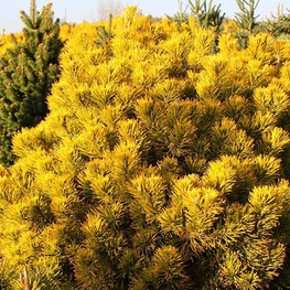 Сосна желтая (Pinus ponderosa)