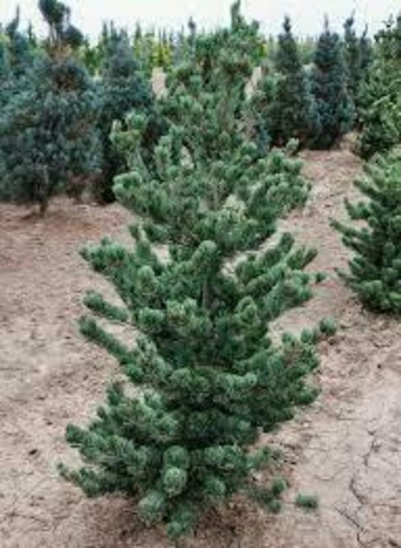 Сосна мелкоцветковая Глаука (Pinus parviflora 'Glauca')