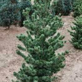 Сосна мелкоцветковая Глаука (Pinus parviflora 'Glauca')