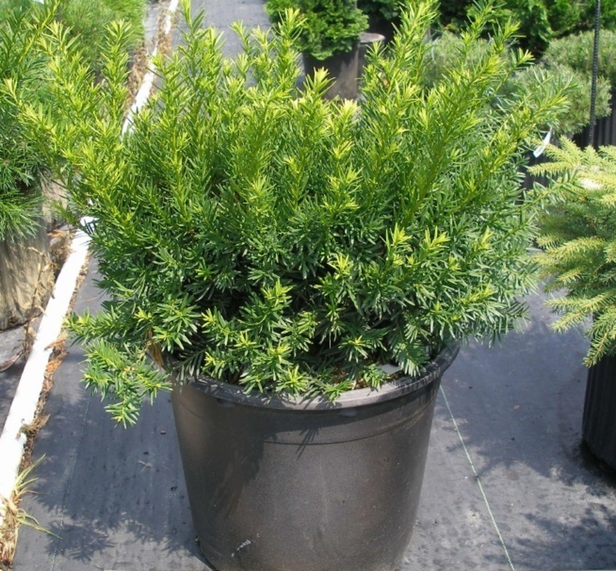 Тис средний Фейрвью (Taxus x media 'Fairview')