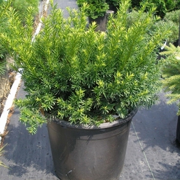 Тис средний Фейрвью (Taxus x media 'Fairview')