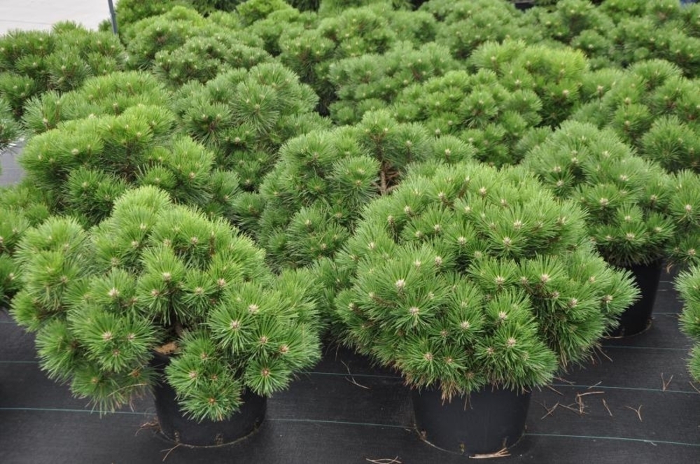 Сосна черная Нана (Pinus nigra 'Nana')