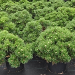 Сосна черная "Nana"