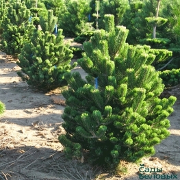Сосна черная Орегон Грин (Pinus nigra 'Oregon Green')