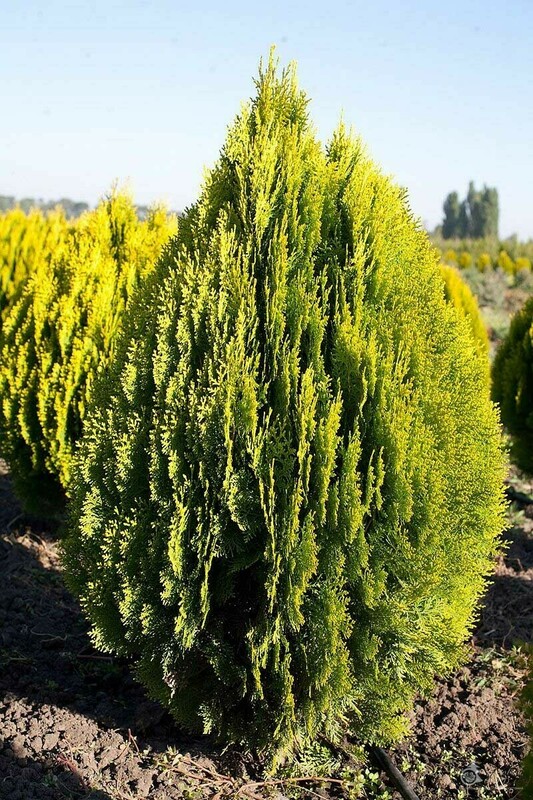 Туя восточная Ауреа Нана (Platycladus orientalis 'Aurea Nana')