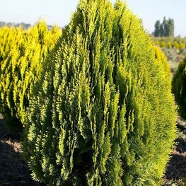 Туя восточная Ауреа Нана (Platycladus orientalis 'Aurea Nana')