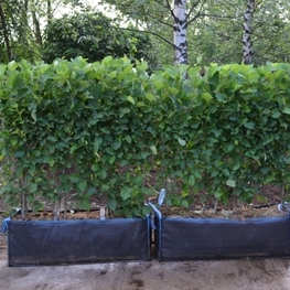 Боярышник Арнольда (Crataegus arnoldiana)