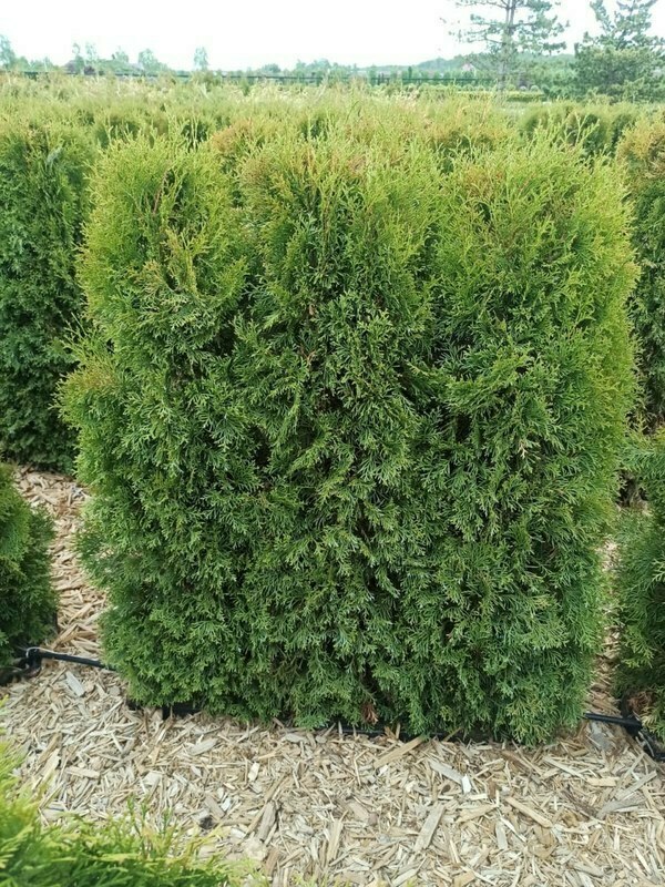 Туя западная Фастигиата (Thuja occidentalis 'Fastigiata')