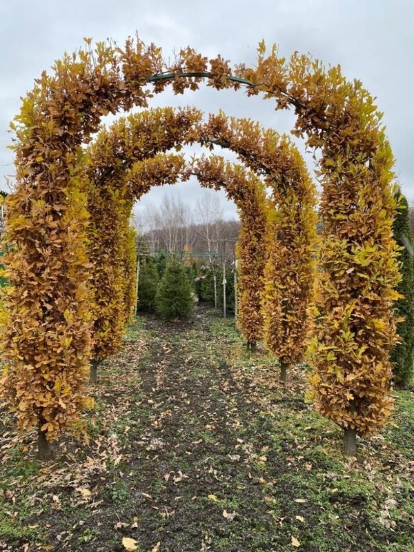 Дуб черешчатый Фастигиата Костер (Quercus robur 'Fastigiata Koster')