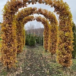 Дуб черешчатый Фастигиата Костер (Quercus robur 'Fastigiata Koster')