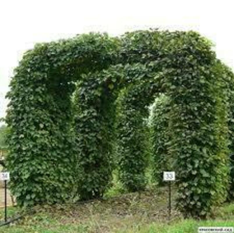 Липа крупнолистная Фастигиата (Tilia platyphyllos 'Fastigiata')