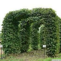 Липа крупнолистная Фастигиата (Tilia platyphyllos 'Fastigiata')