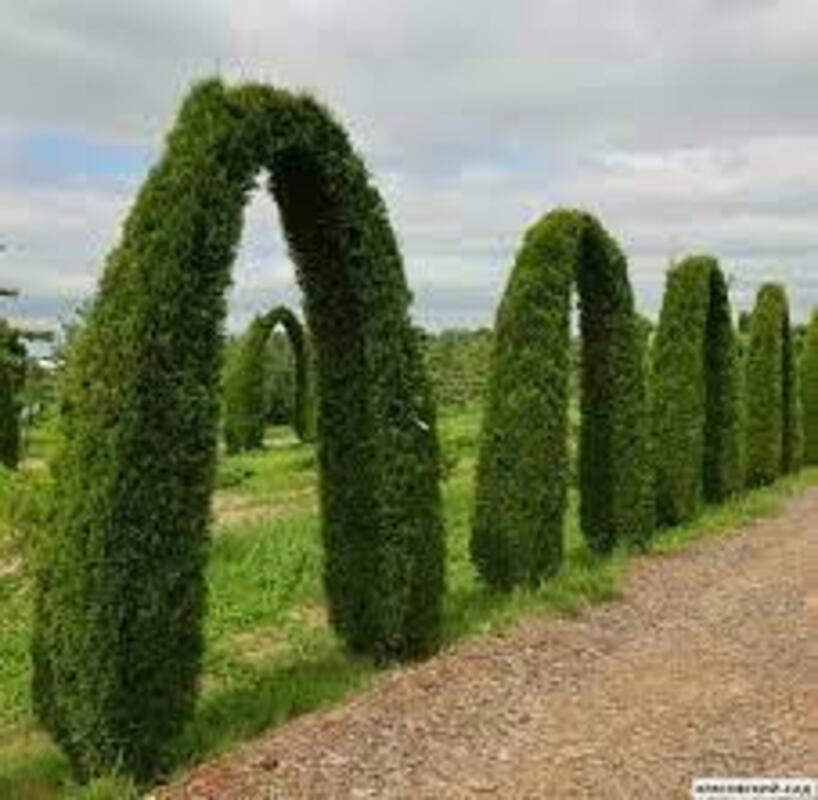 Туя западная Смарагд (Thuja occidentalis 'Smaragd')