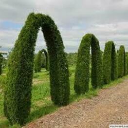 Туя западная Смарагд (Thuja occidentalis 'Smaragd')