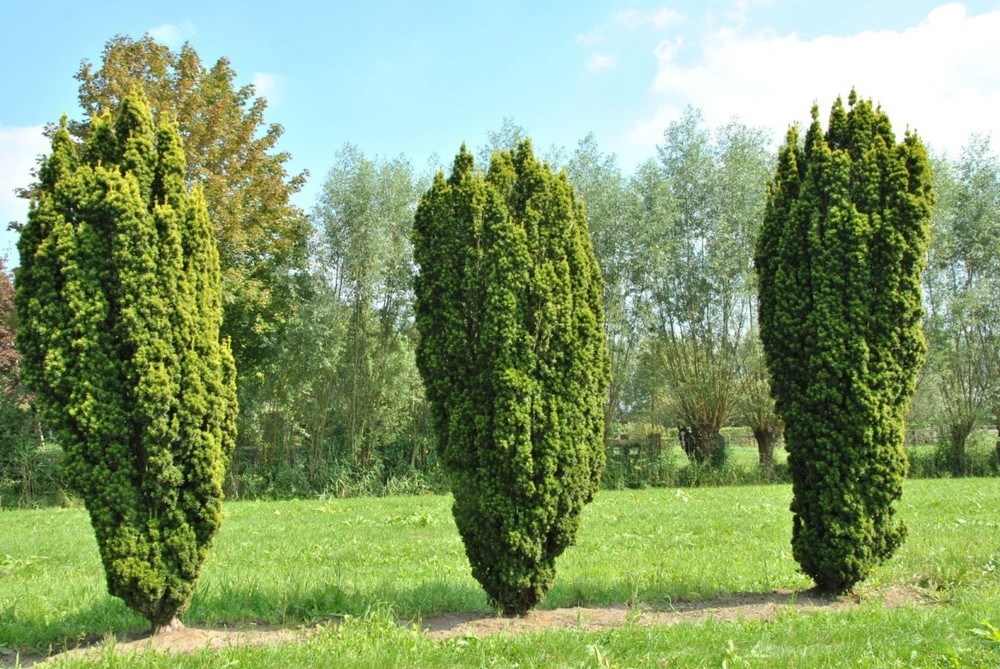 Тис ягодный Фастигиата (Taxus baccata 'Fastigiata')