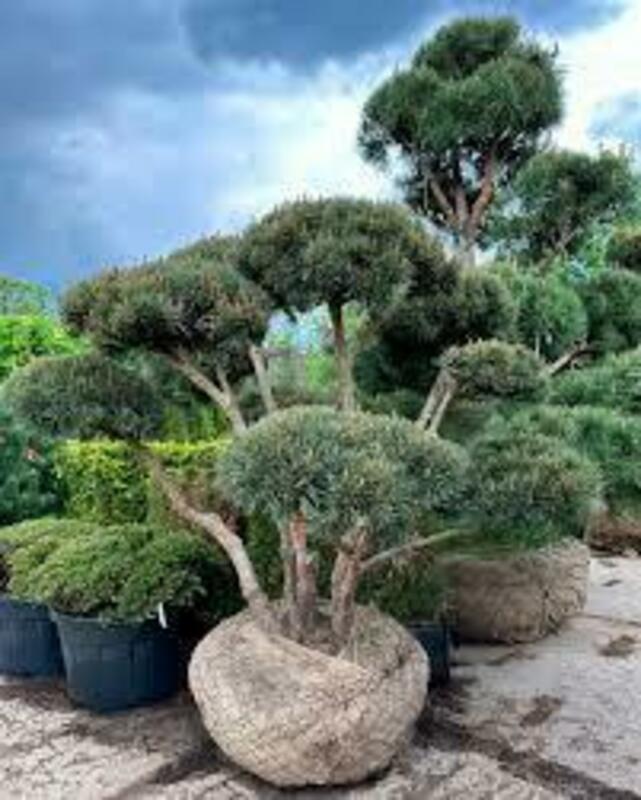 Сосна горная Мугус (Pinus mugo 'Mughus')