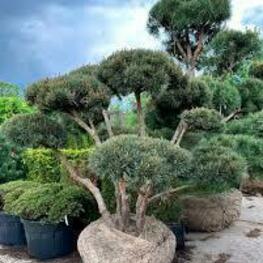 Сосна горная Мугус (Pinus mugo 'Mughus')