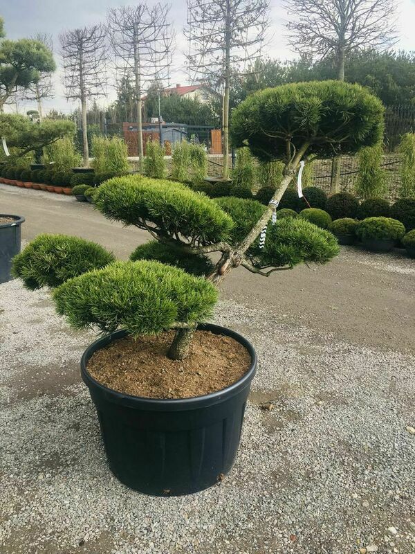 Сосна горная Пумилио (Pinus mugo 'Pumilio')