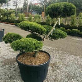 Сосна горная Пумилио (Pinus mugo 'Pumilio')