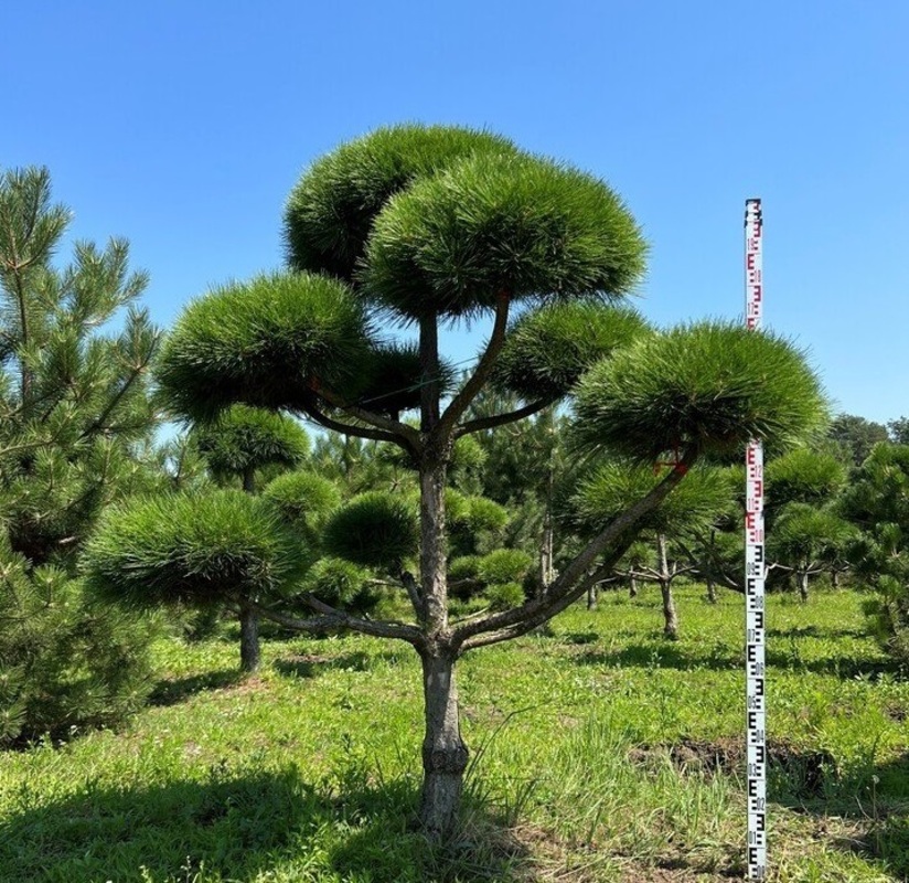 Сосна черная (австрийская) (Pinus nigra)