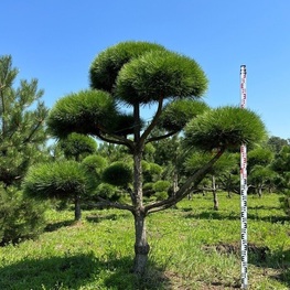 Сосна черная (австрийская) (Pinus nigra)