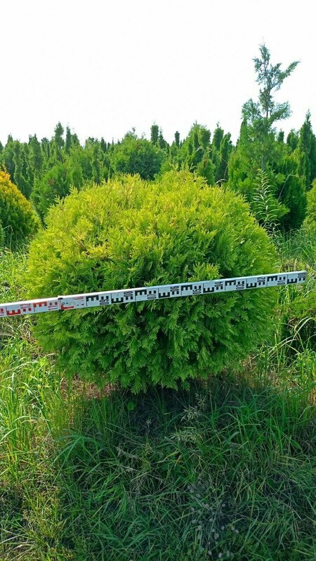 Туя западная Голден Брабант (Thuja occidentalis 'Golden Brabant')