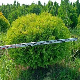 Туя западная Голден Брабант (Thuja occidentalis 'Golden Brabant')